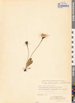 MAG 0023428