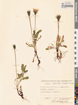 MAG 0023429