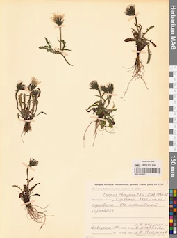 MAG 0023437