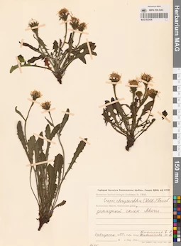 MAG 0023438