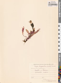 MAG 0023445