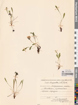MAG 0023449