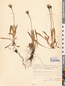 MAG 0023453