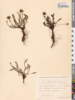 MAG 0023455