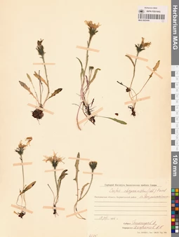 MAG 0023456