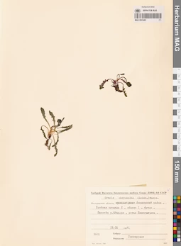 MAG 0023462