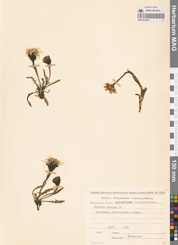 MAG 0023463