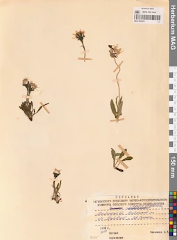 MAG 0023471