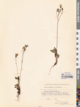 MAG 0023474