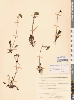MAG 0023485