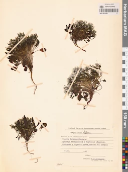 MAG 0023489