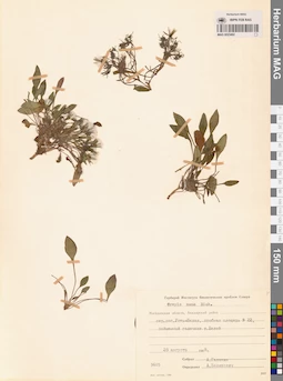 MAG 0023492