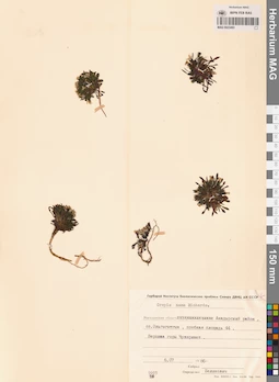 MAG 0023493