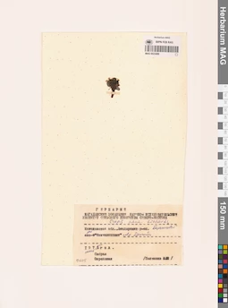 MAG 0023499