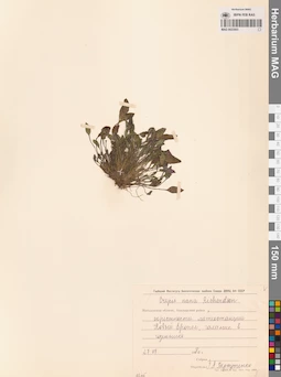 MAG 0023503