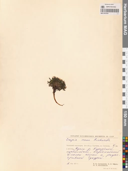 MAG 0023504