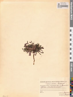 MAG 0023505