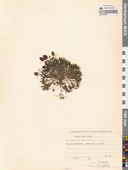MAG 0023507