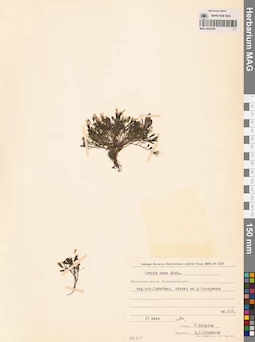 MAG 0023508