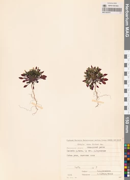 MAG 0023510