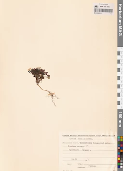 MAG 0023511