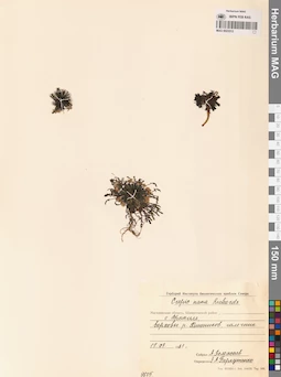 MAG 0023512