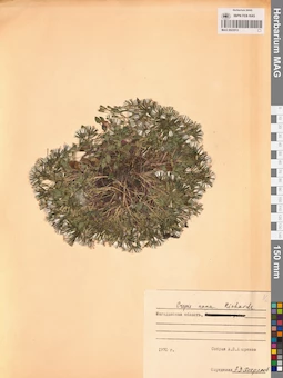 MAG 0023513