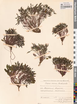 MAG 0023518