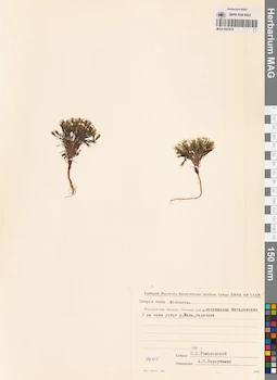 MAG 0023519