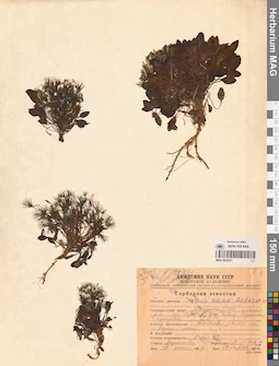 MAG 0023521