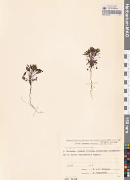 MAG 0023523