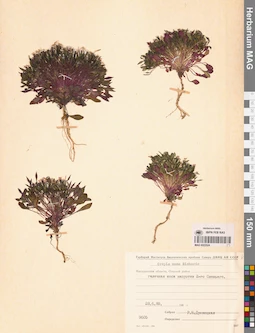 MAG 0023524