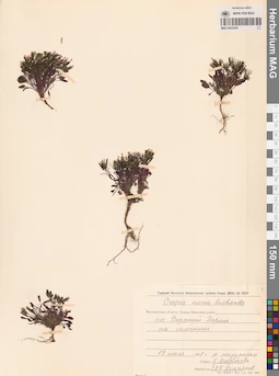 MAG 0023525