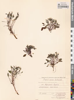 MAG 0023527