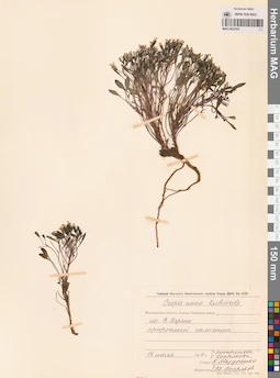 MAG 0023529