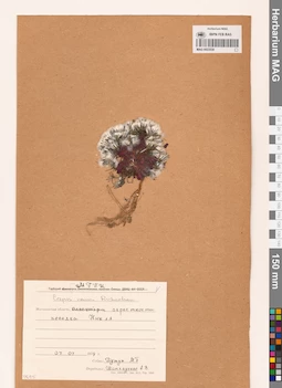 MAG 0023530