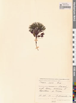 MAG 0023532