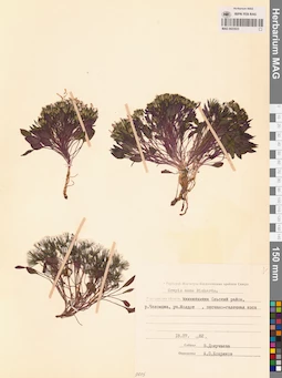 MAG 0023533