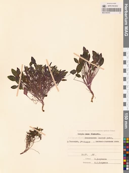 MAG 0023534