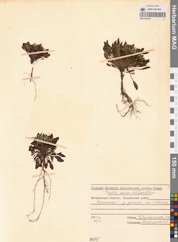 MAG 0023535