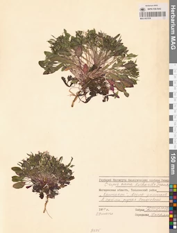 MAG 0023536