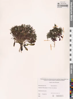 MAG 0023538