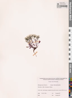 MAG 0023539