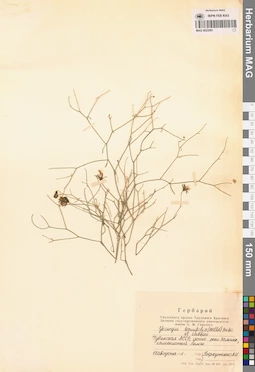 MAG 0023591