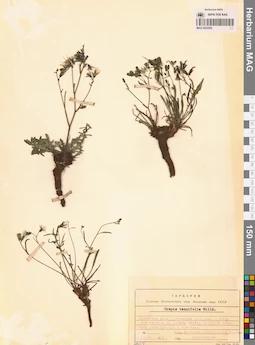 MAG 0023592