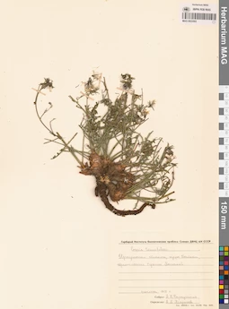 MAG 0023593