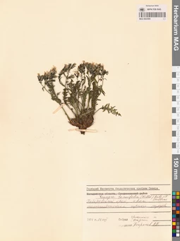 MAG 0023594