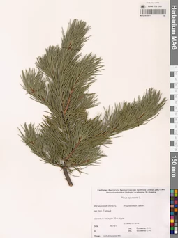 MAG 0016911