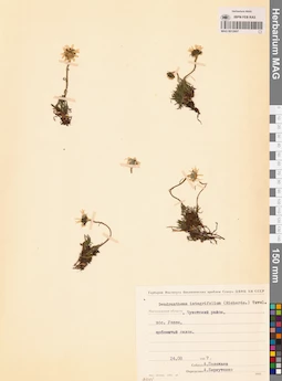 MAG 0012607