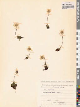 MAG 0012608